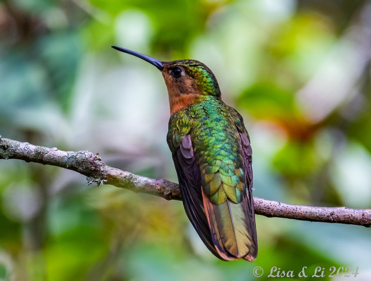 Rufous Sabrewing - ML622139642