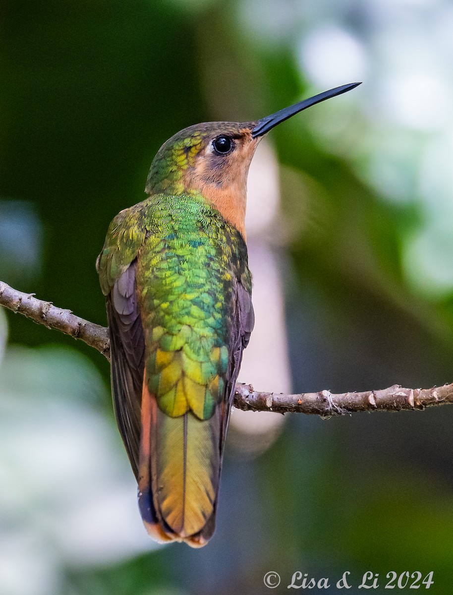 Colibrí Rojizo Mexicano - ML622139643