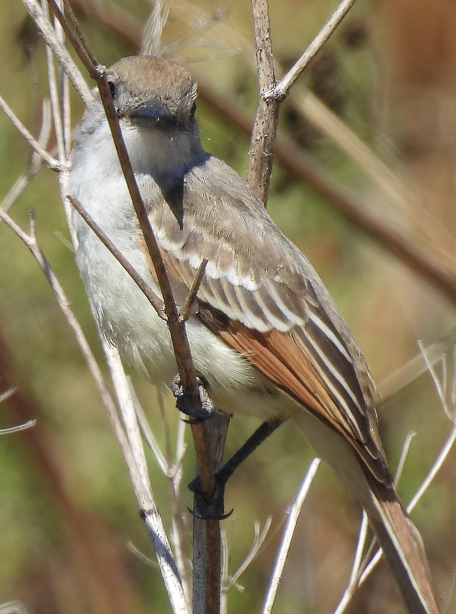 Ash-throated Flycatcher - Nick & Jane