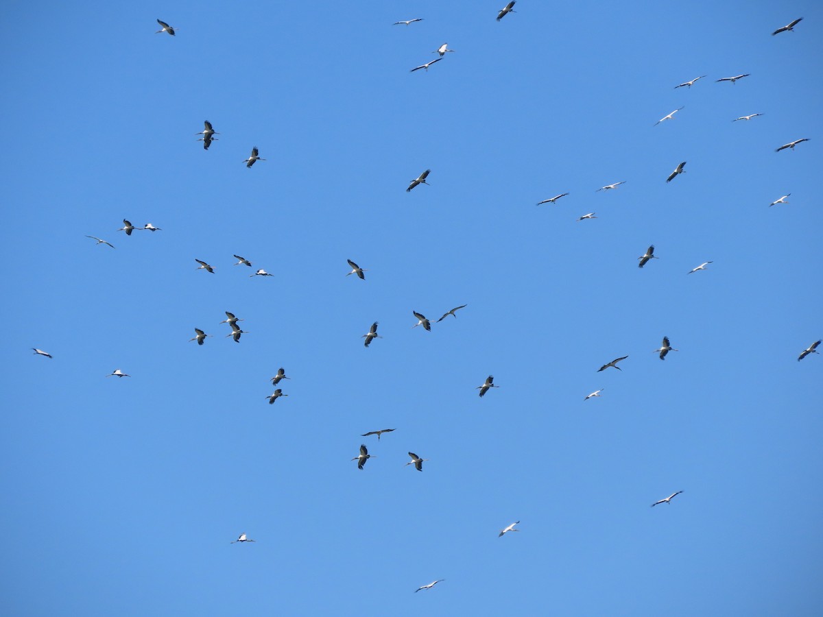 Wood Stork - ML622139676