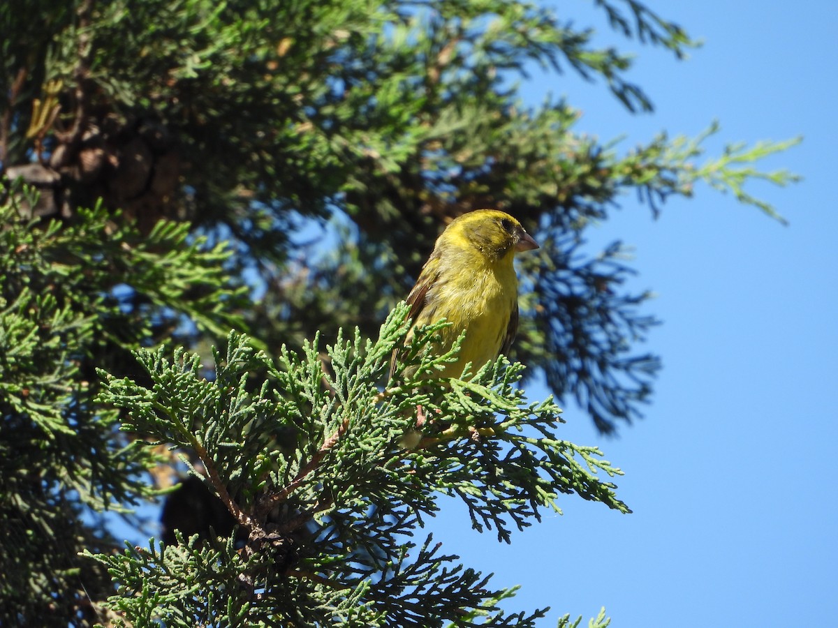 European Serin - Juan Pablo Rodriguez Oliva