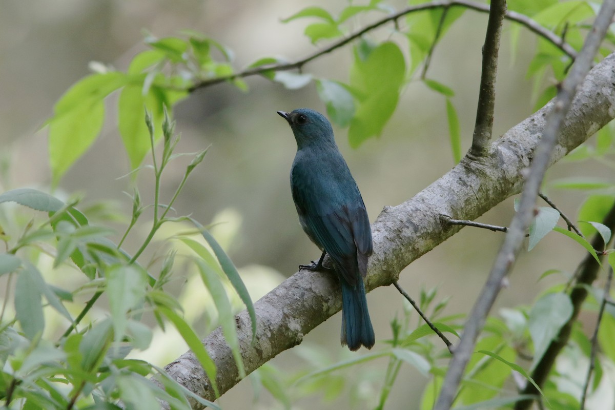 Verditer Flycatcher - ML622139695