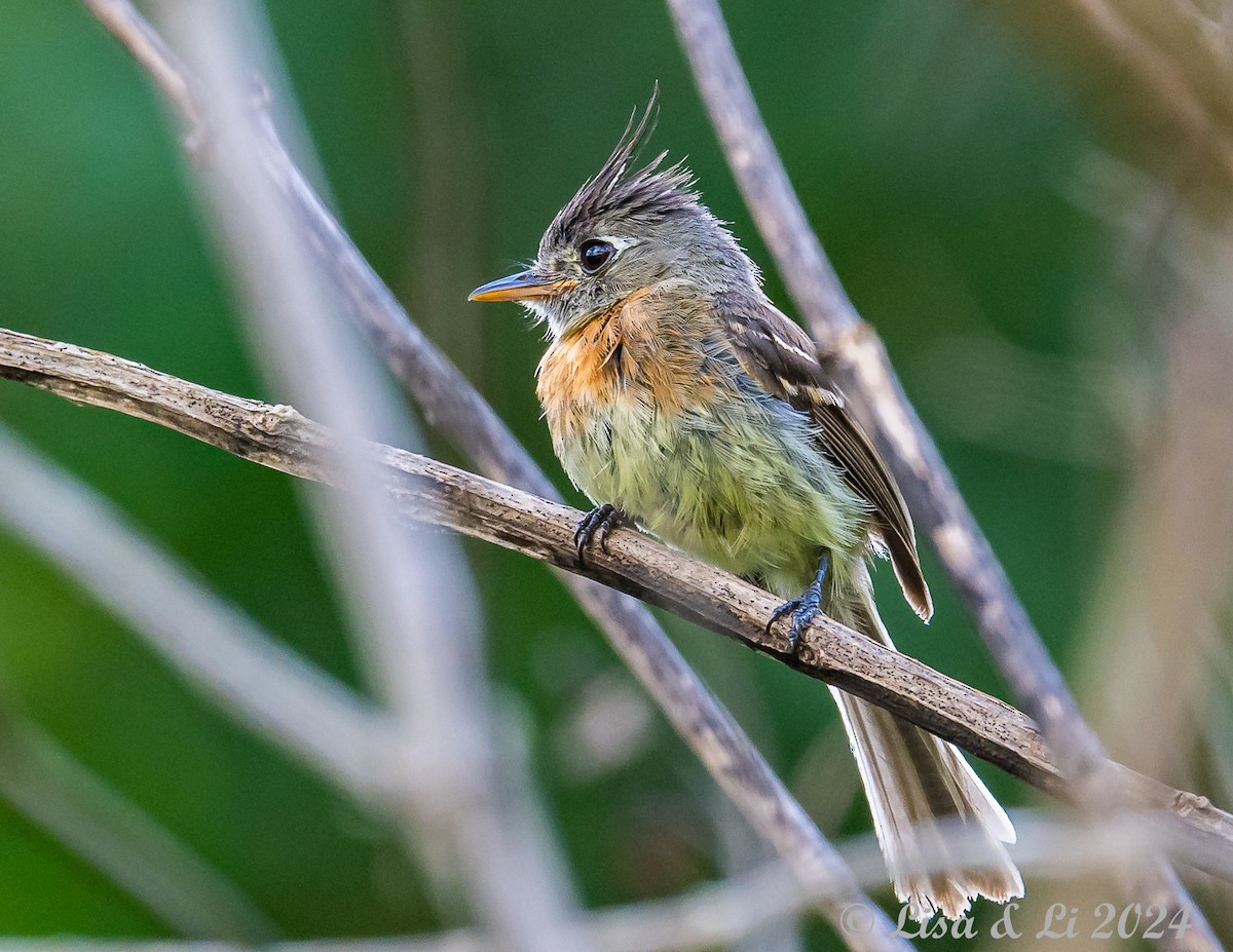 Belted Flycatcher - ML622139702