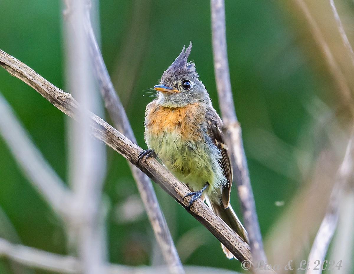 Belted Flycatcher - ML622139703