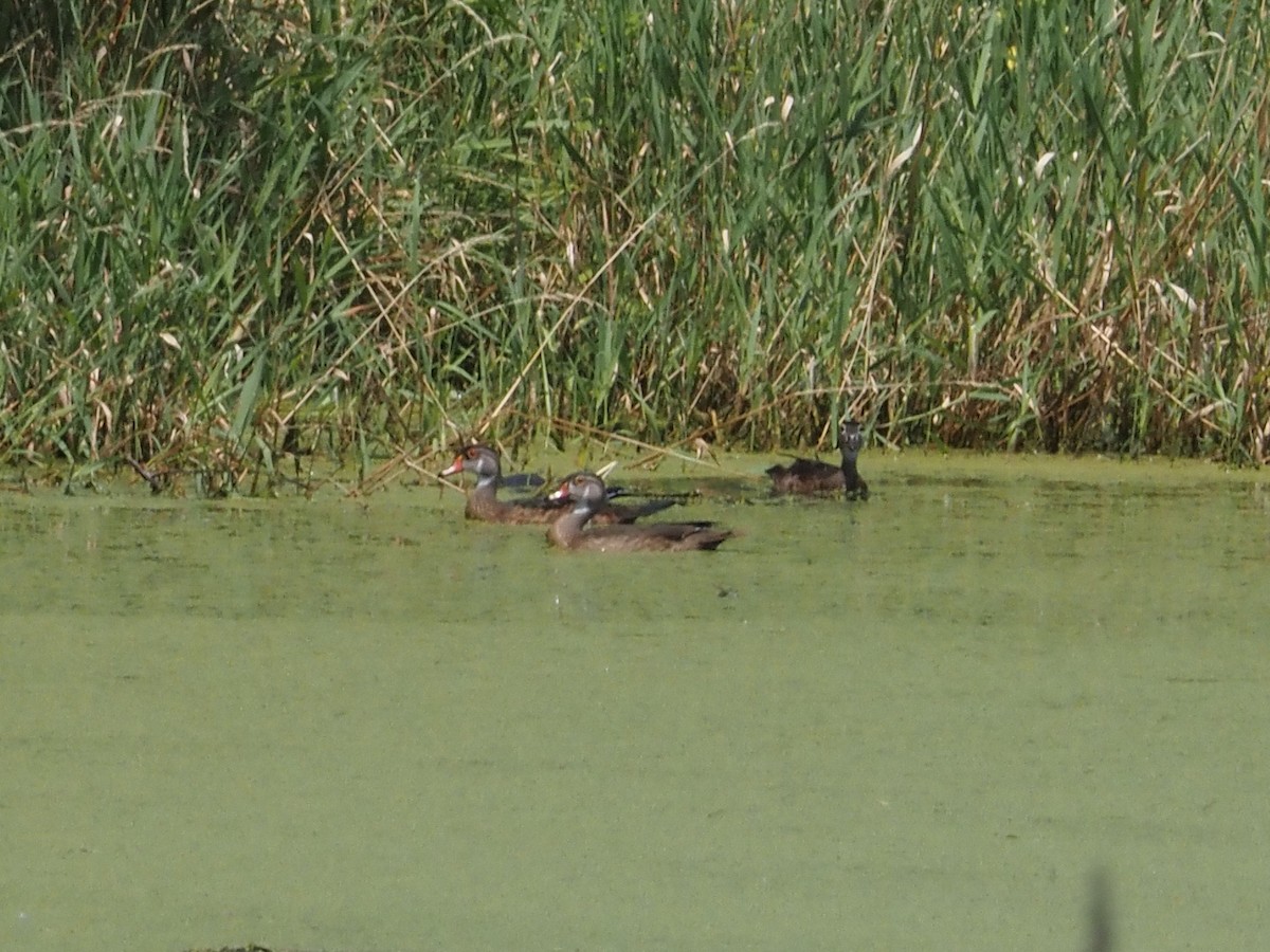 Wood Duck - ML622139728