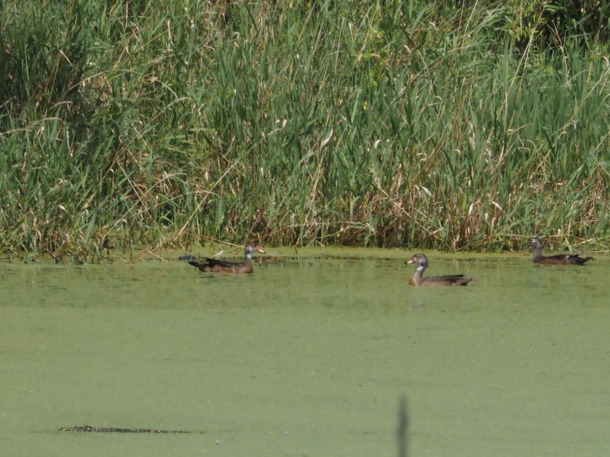 Wood Duck - ML622139731