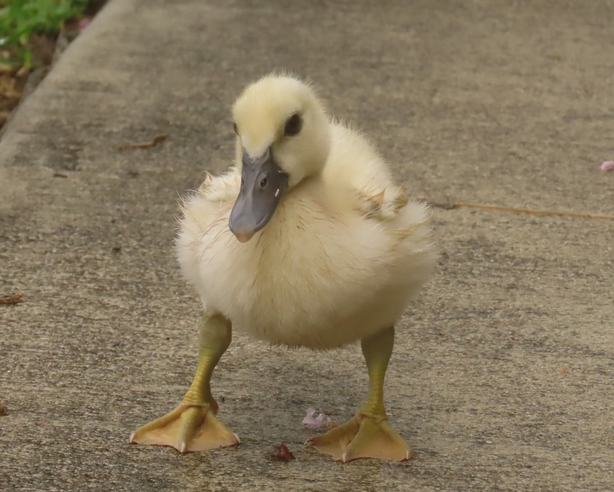 Muscovy Duck (Domestic type) - Laurie Witkin