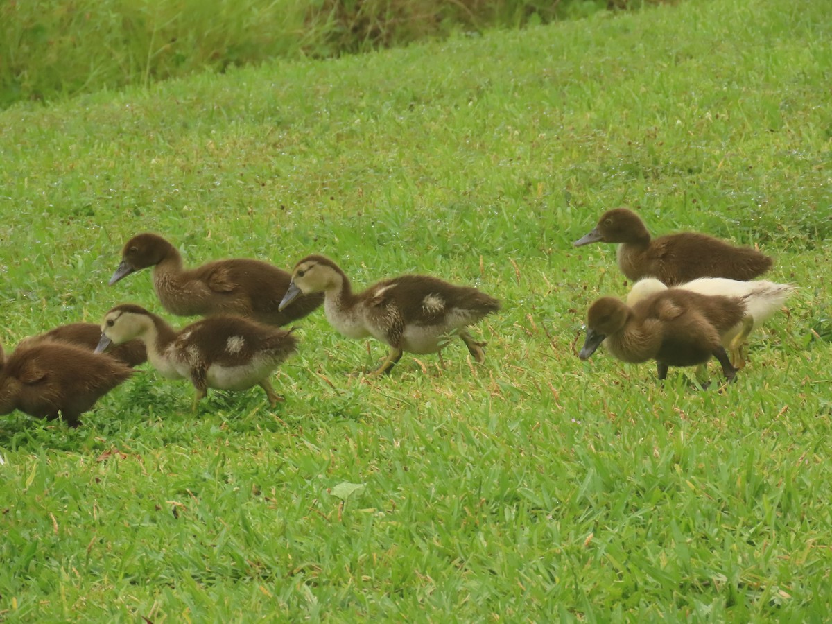 Muscovy Duck (Domestic type) - Laurie Witkin