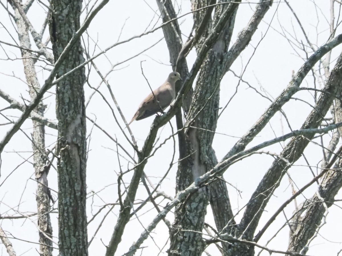 Mourning Dove - ML622139752