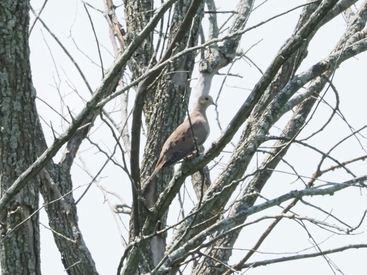 Mourning Dove - ML622139753