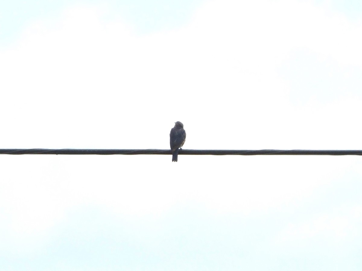 Eastern Kingbird - ML622139766