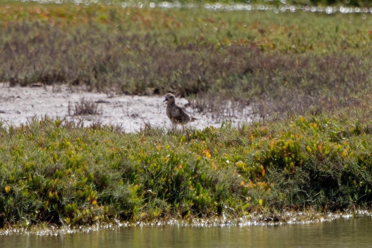 Pacific Golden-Plover - ML622139777