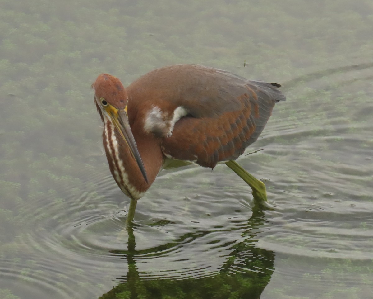 Tricolored Heron - ML622139792