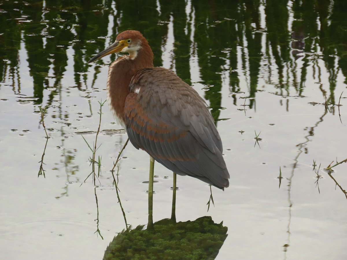 Tricolored Heron - ML622139793