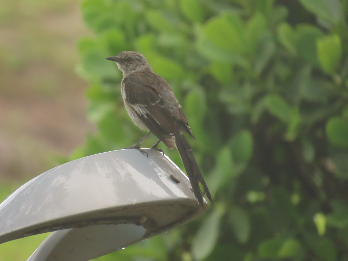 Northern Mockingbird - ML622139812