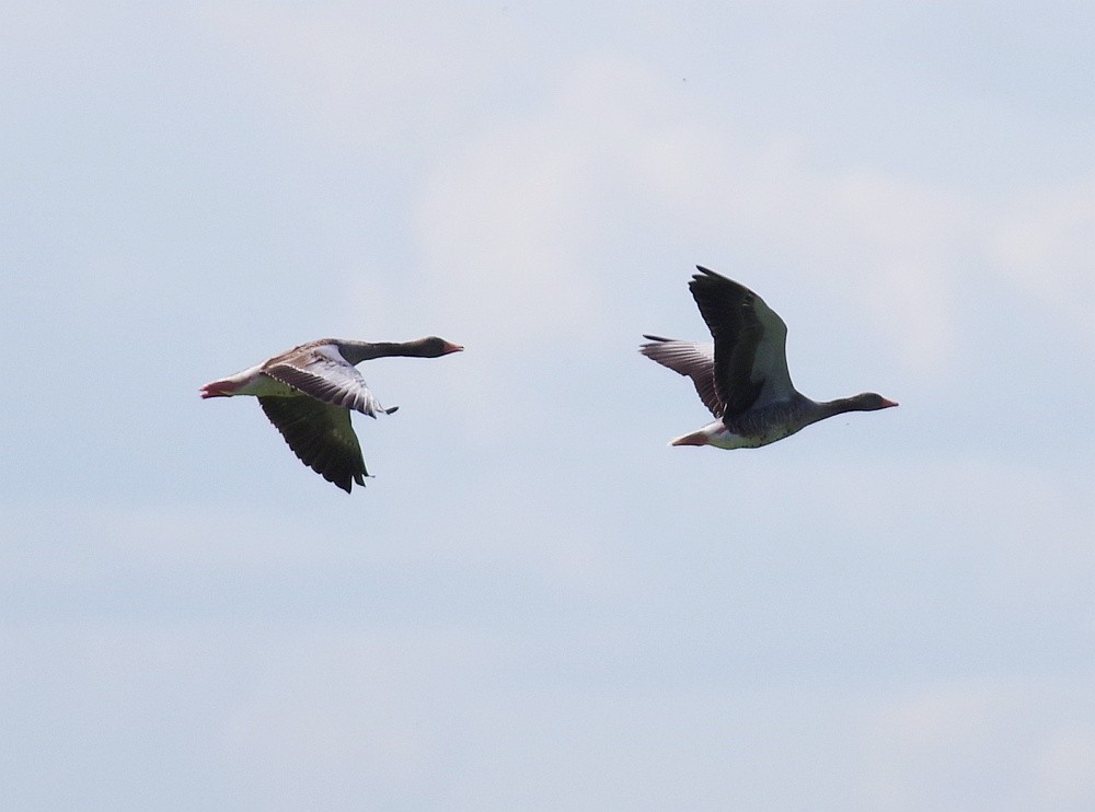 Graylag Goose - ML622139853