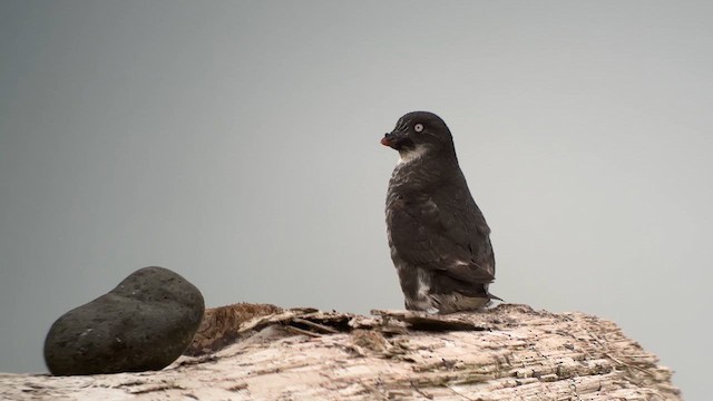 Least Auklet - ML622139869