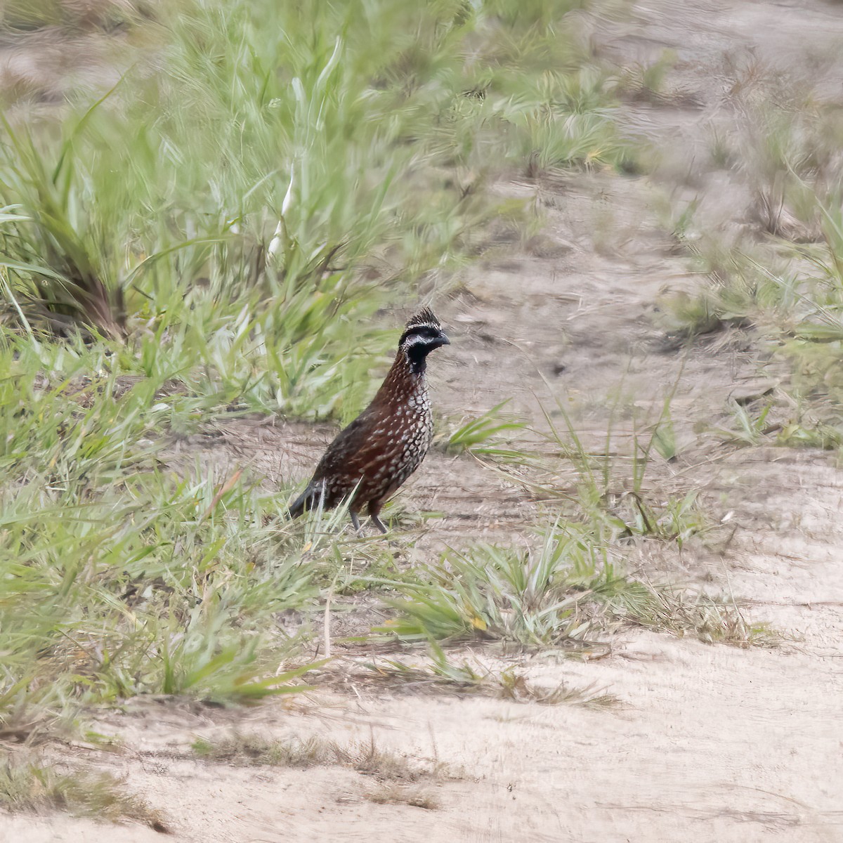 Black-throated Bobwhite - ML622139884