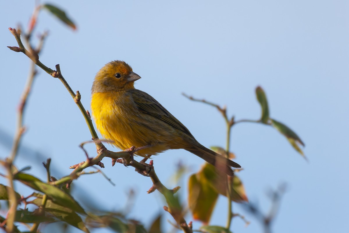 Saffron Finch - ML622139932