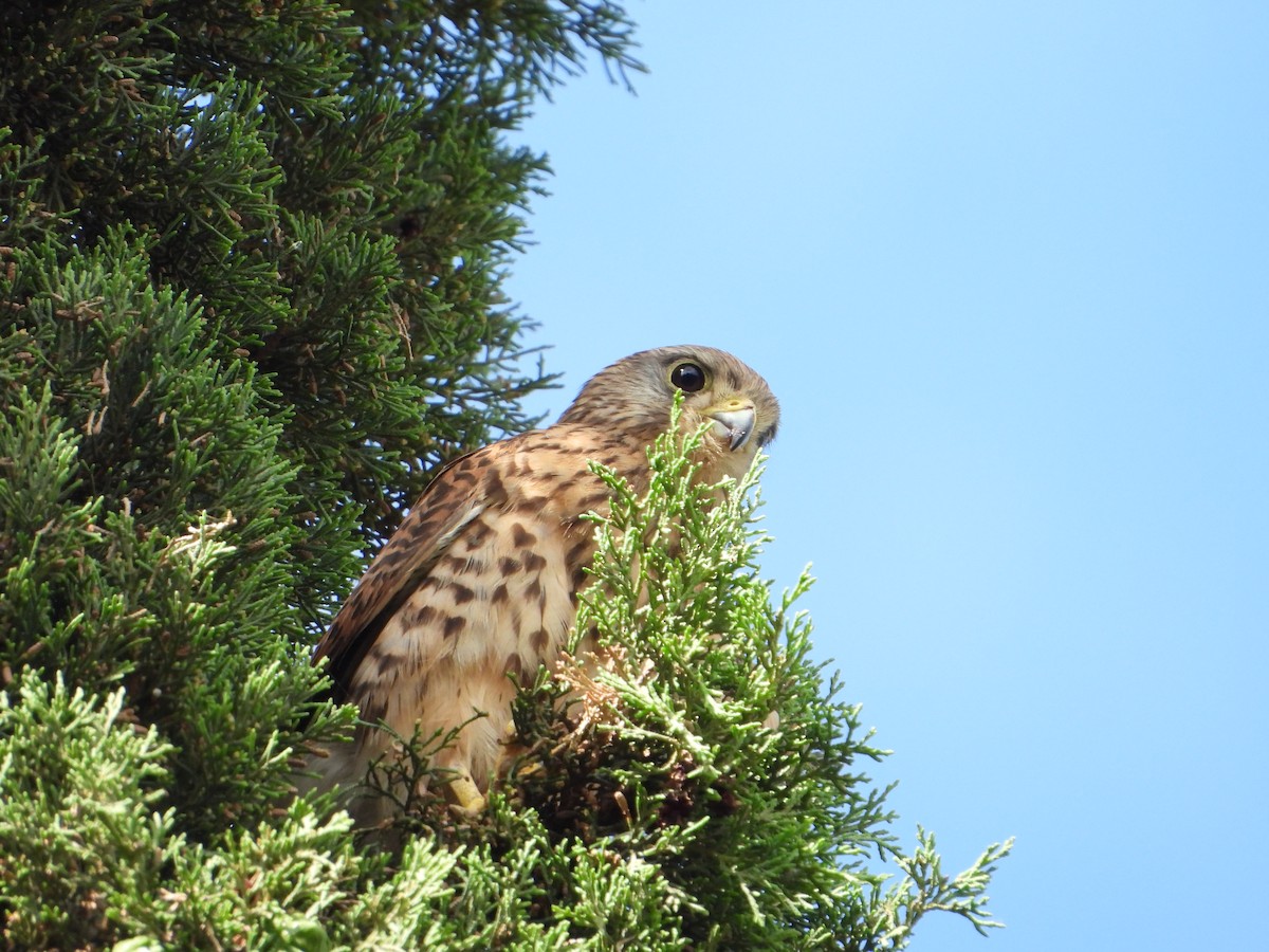 Eurasian Kestrel - Juan Pablo Rodriguez Oliva