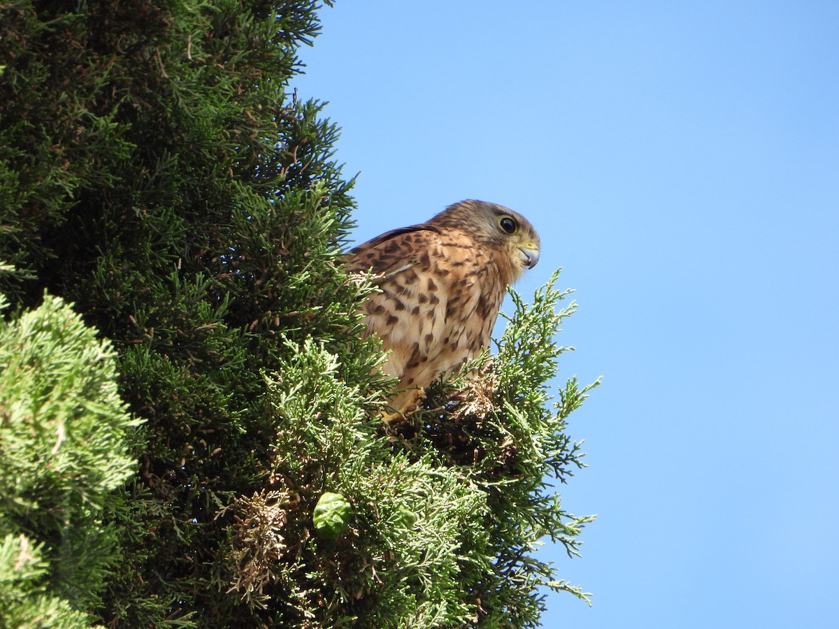 Eurasian Kestrel - Juan Pablo Rodriguez Oliva