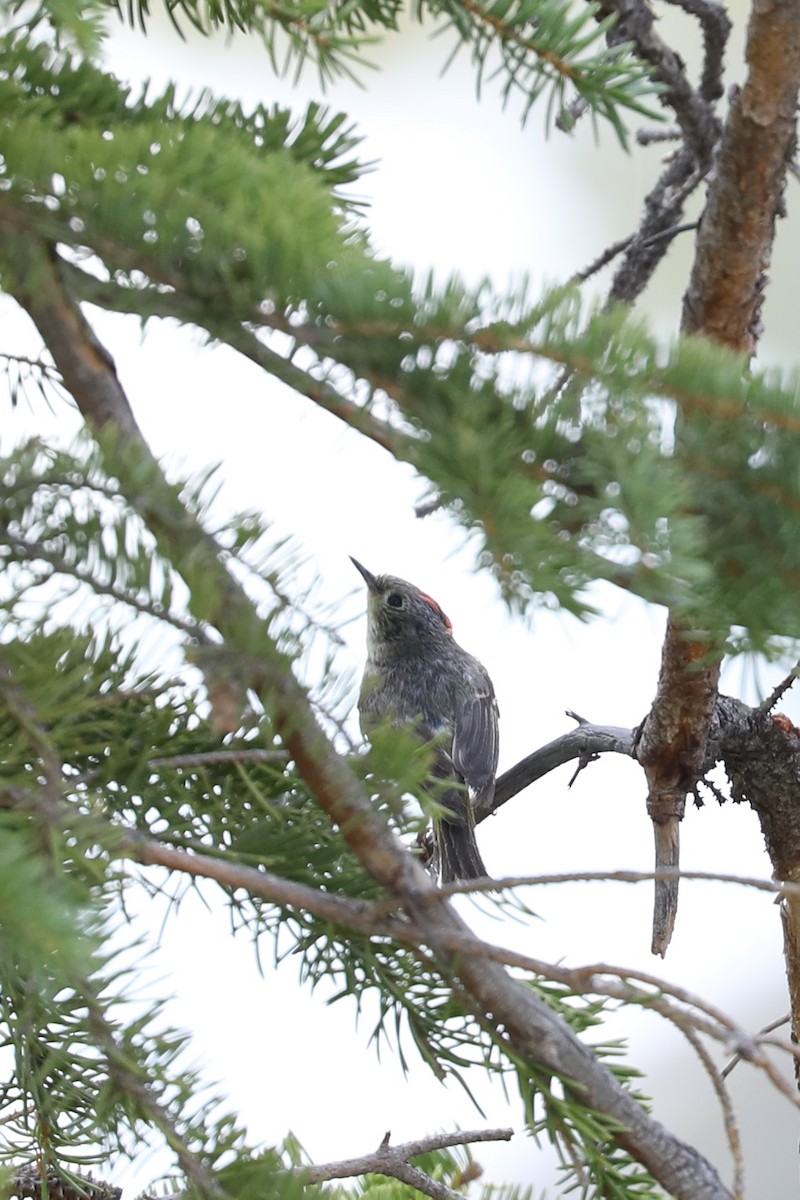 Ruby-crowned Kinglet - Emily Holcomb