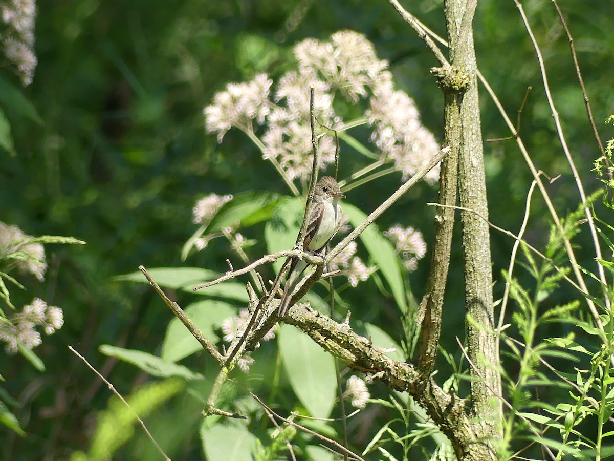 Eastern Wood-Pewee - Anonymous