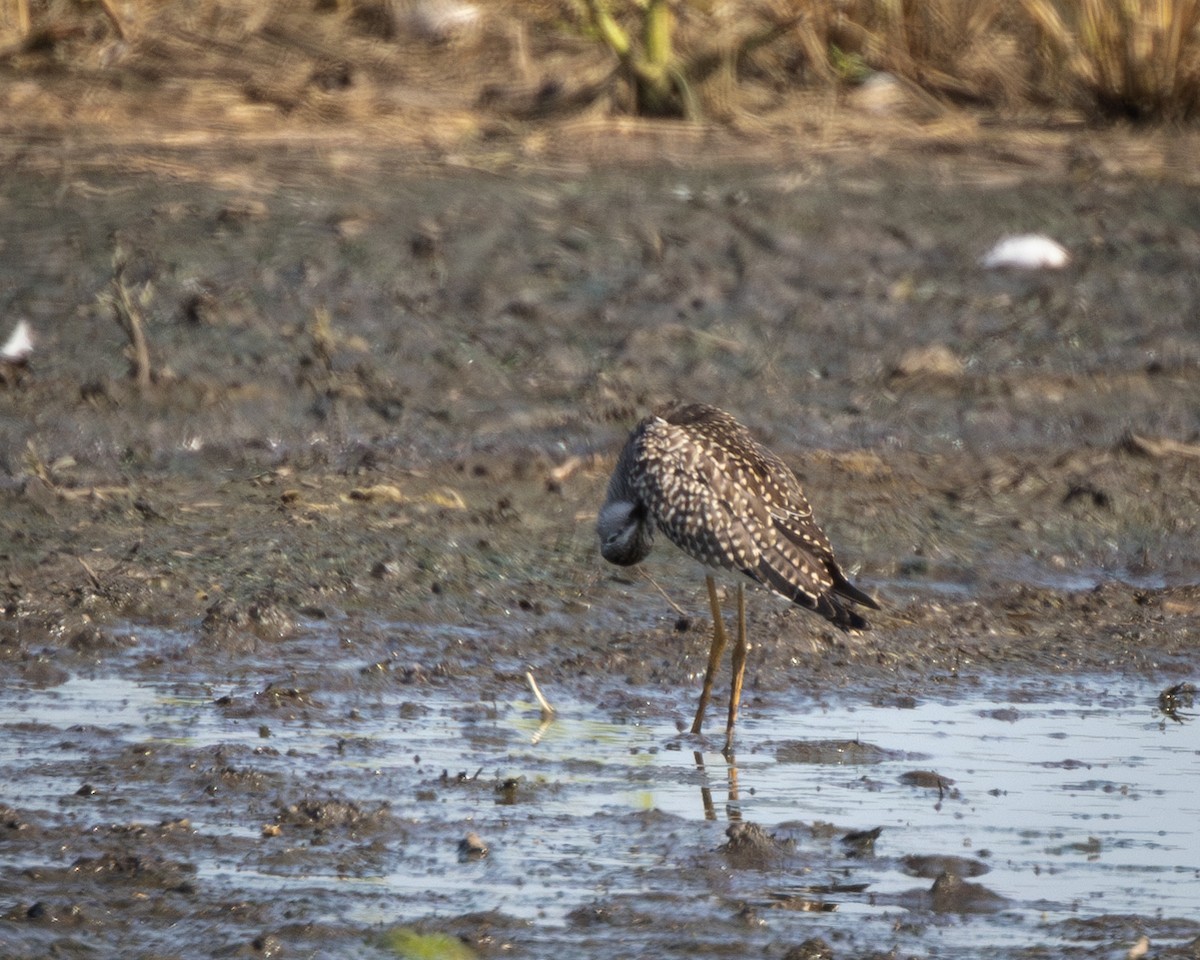 Lesser Yellowlegs - Kevin Todd