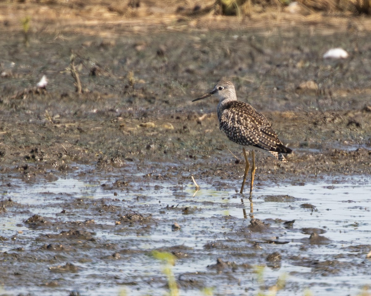 Lesser Yellowlegs - ML622140025