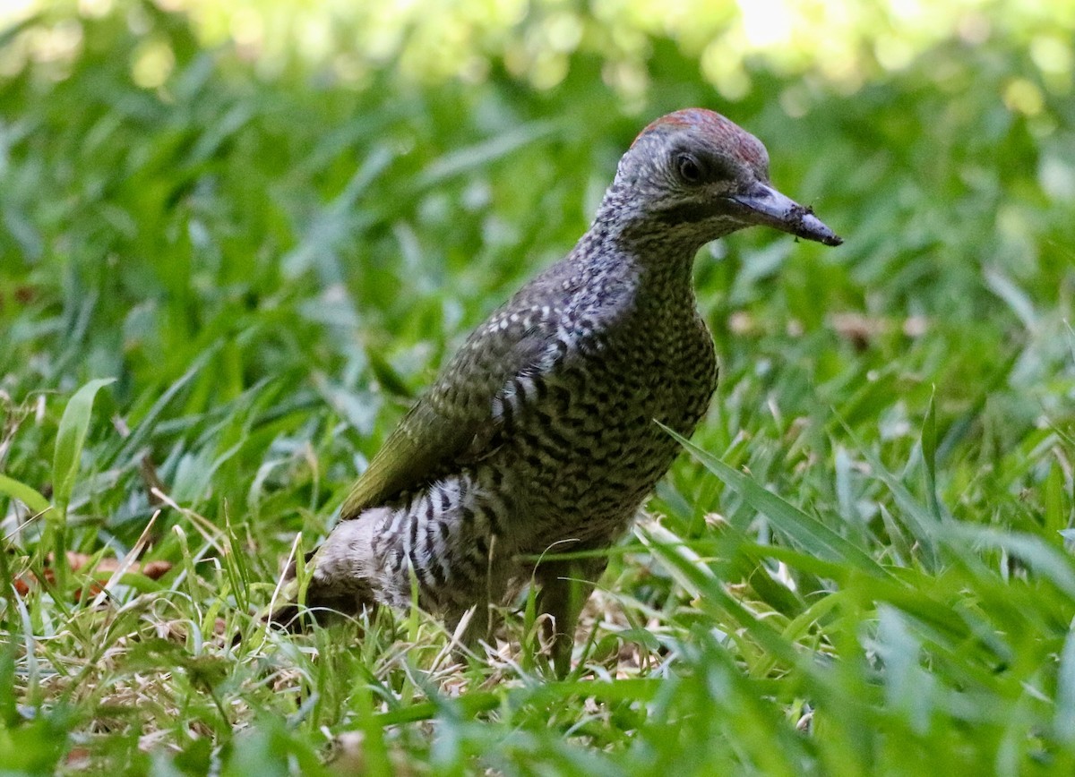 Iberian Green Woodpecker - Carla Morris