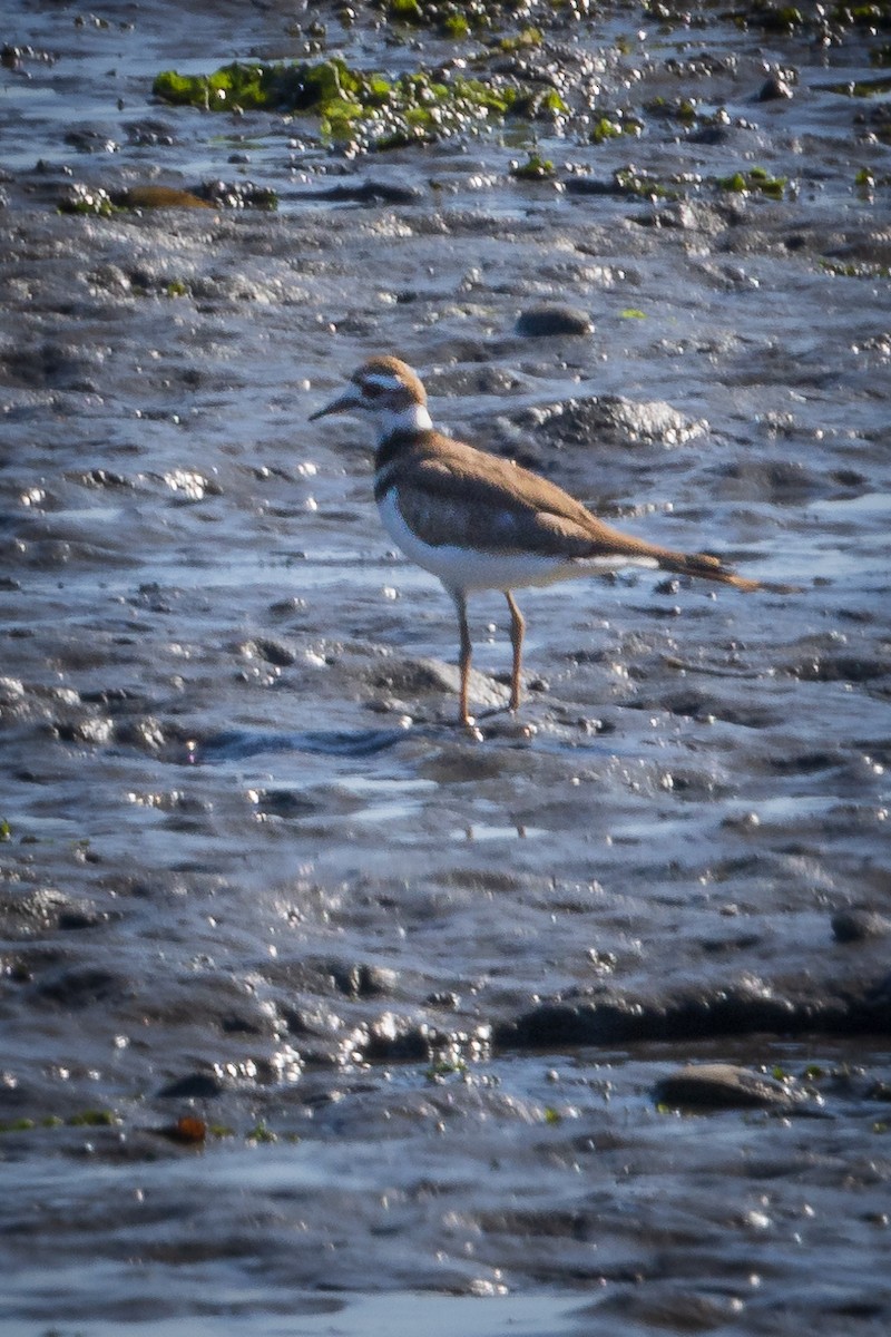 Killdeer - Jill Dale