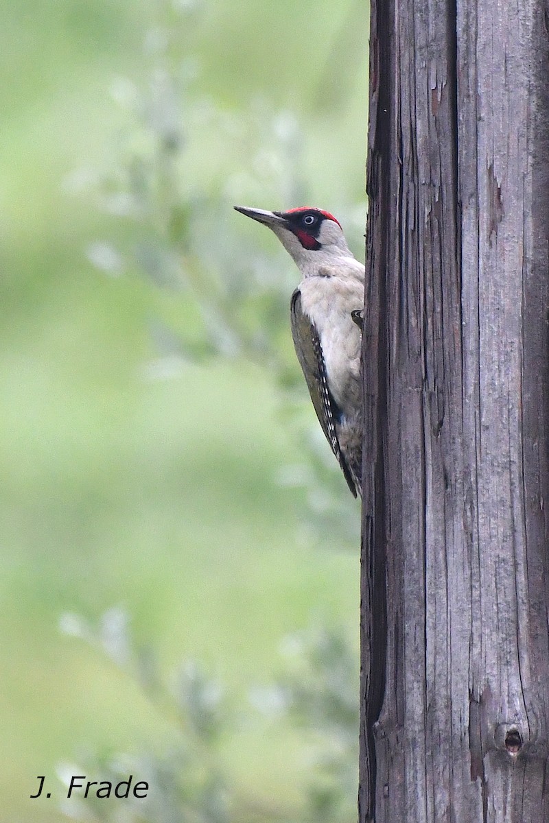 Eurasian Green Woodpecker - ML622140063