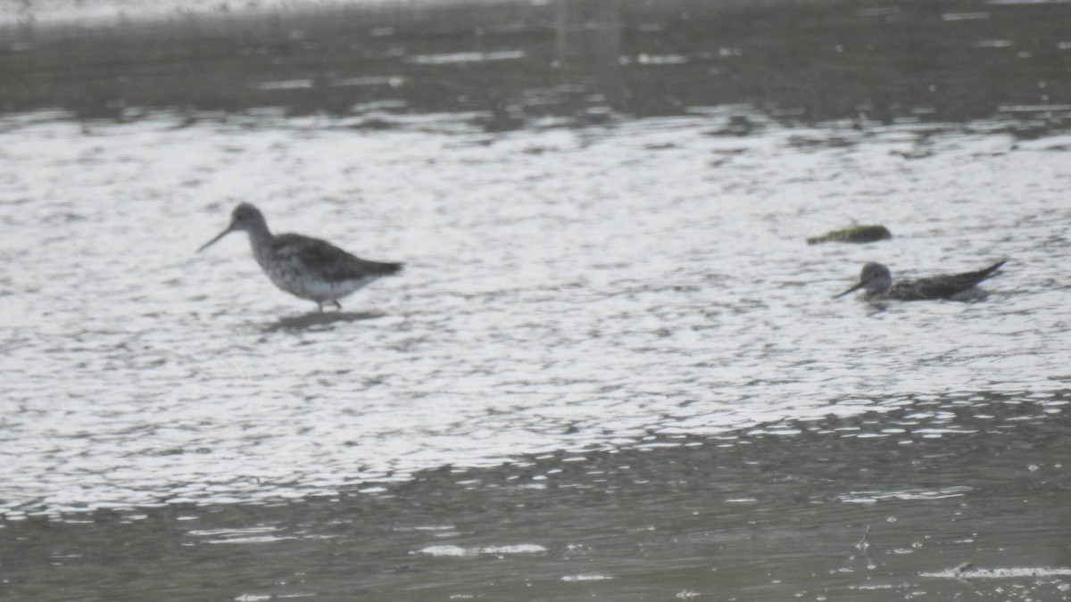 Greater Yellowlegs - ML622140065