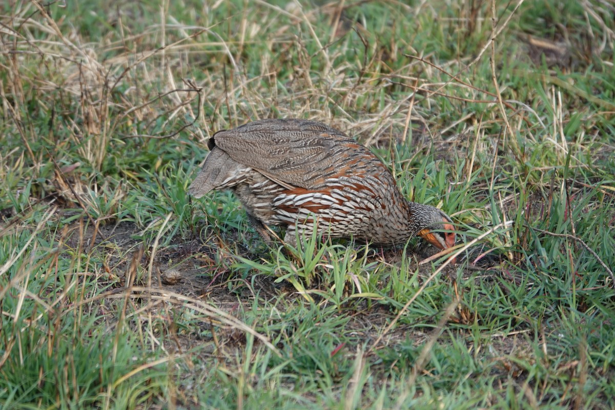 Gray-breasted Spurfowl - ML622140073