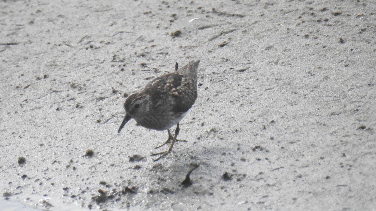 Least Sandpiper - ML622140074