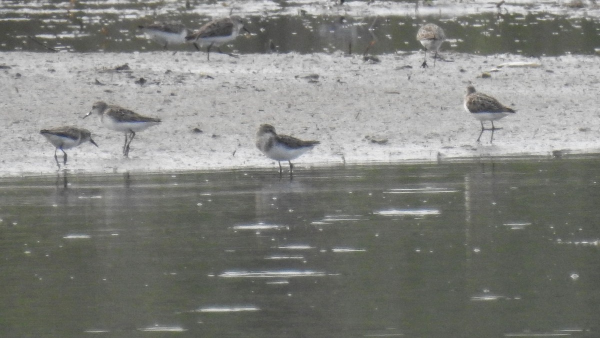 Semipalmated Sandpiper - ML622140075