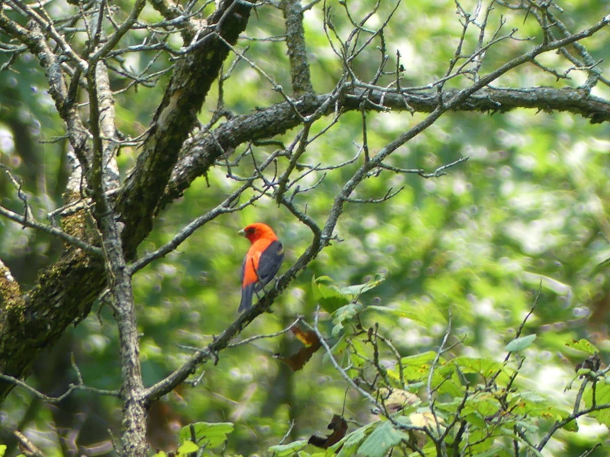 Scarlet Tanager - Anonymous