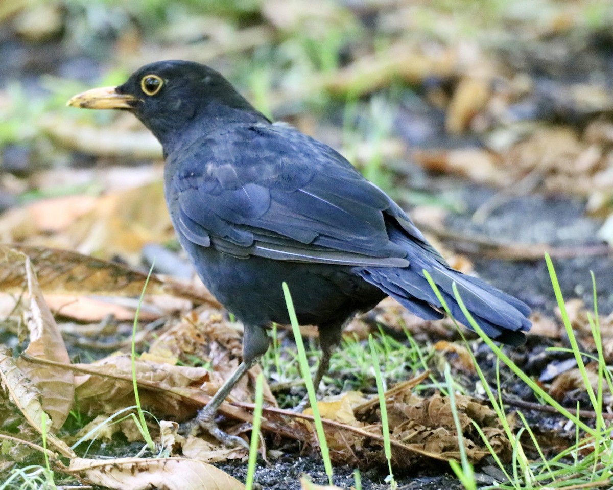 Eurasian Blackbird - ML622140077