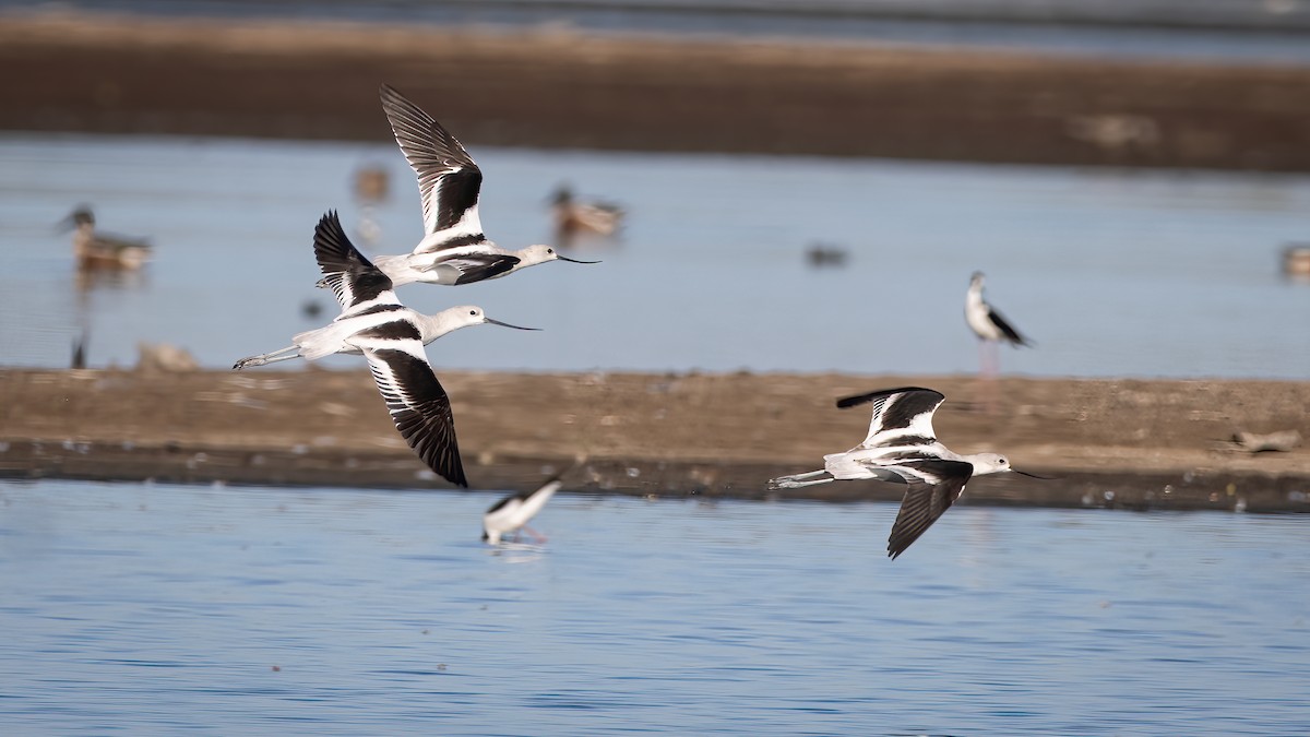 Avoceta Americana - ML622140079