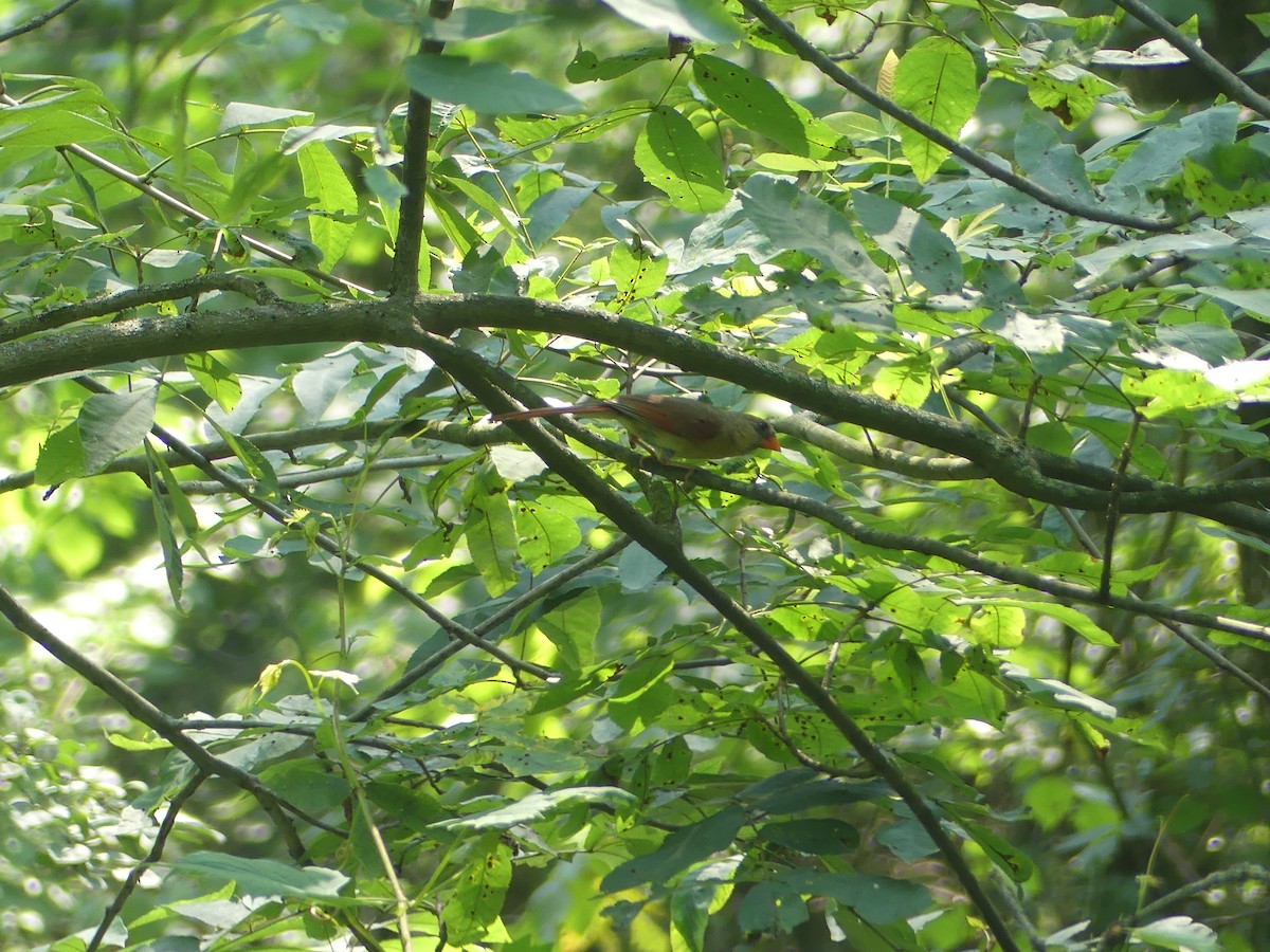 Northern Cardinal - ML622140085