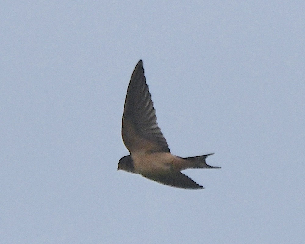 Barn Swallow (American) - ML622140088