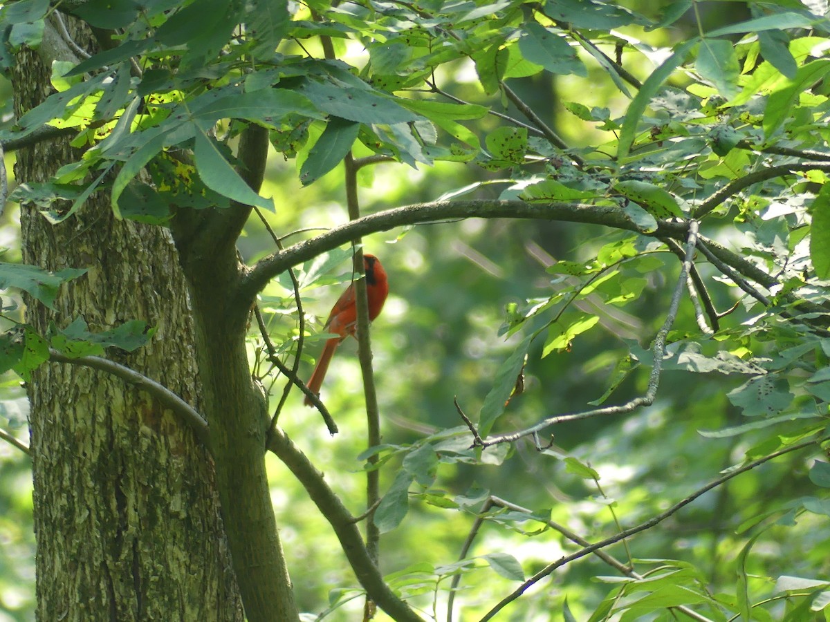 Northern Cardinal - ML622140090