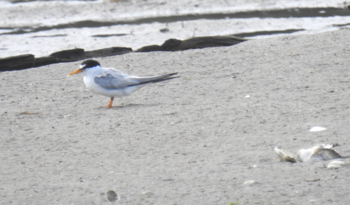 Least Tern - ML622140091