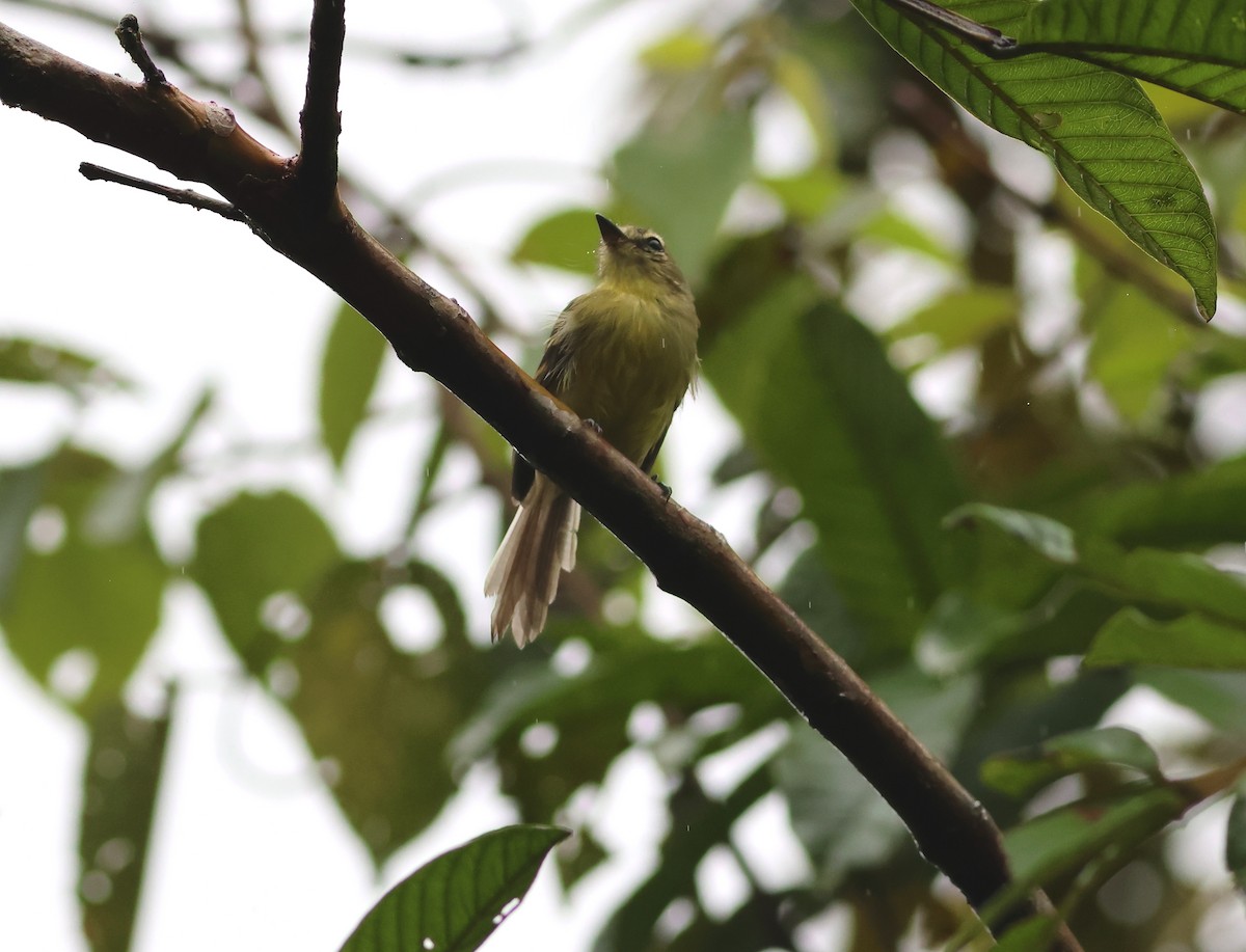 Yellow Tyrannulet - ML622140092