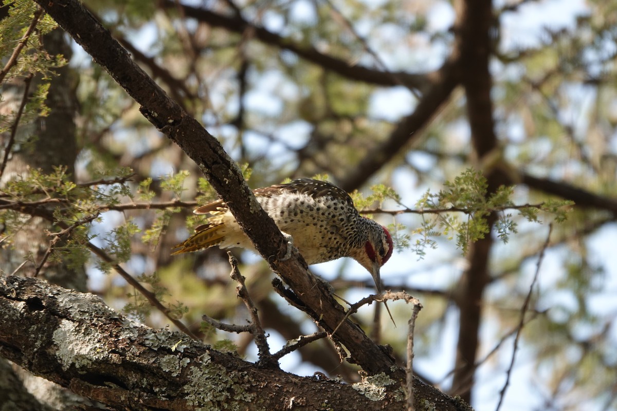 Nubian Woodpecker - ML622140093