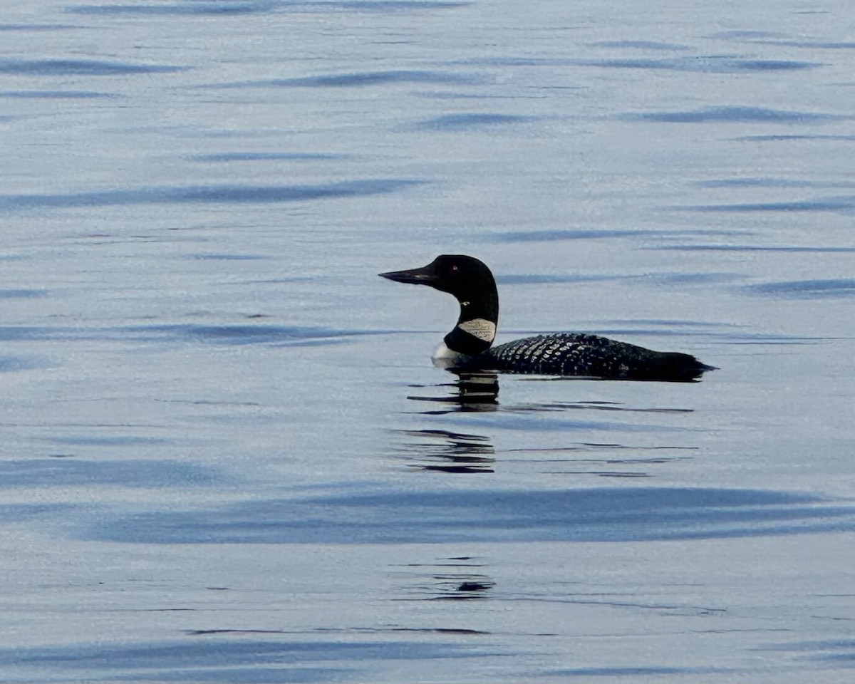 Common Loon - ML622140094