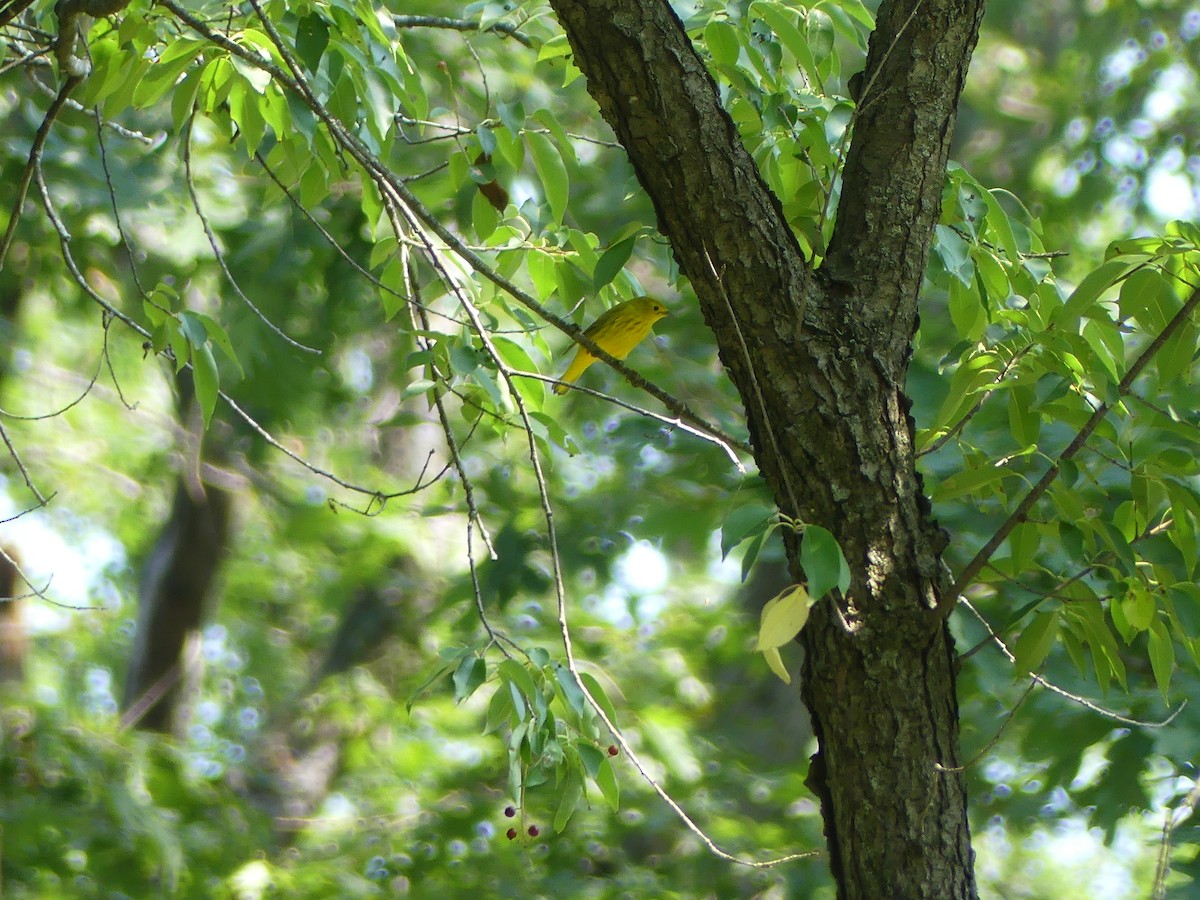 Yellow Warbler - Anonymous