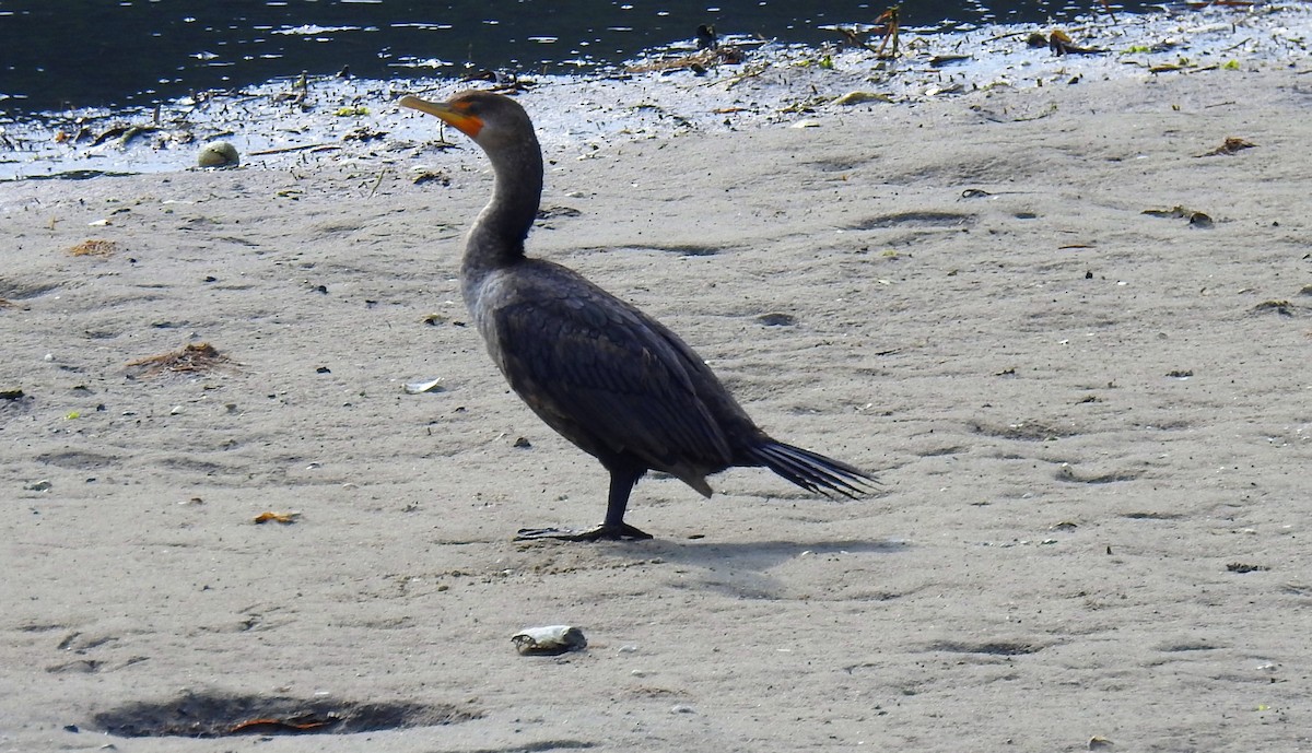 Double-crested Cormorant - ML622140097