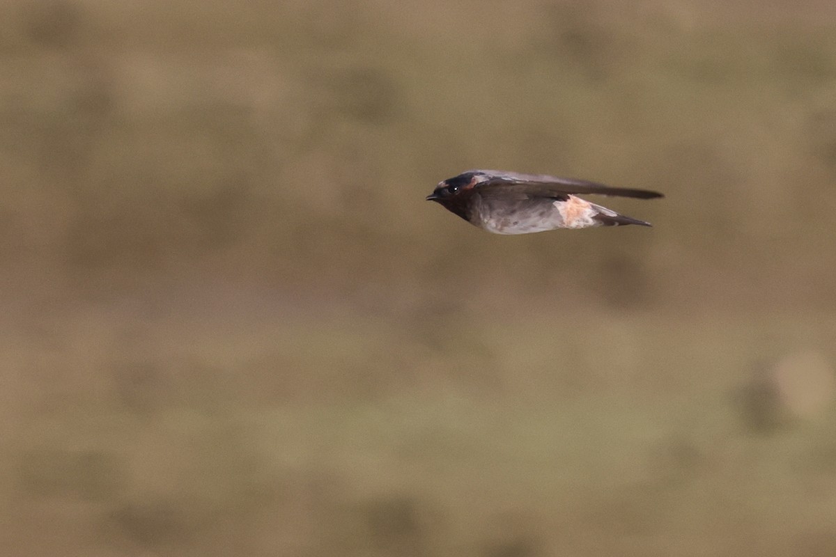 Cliff Swallow - ML622140098