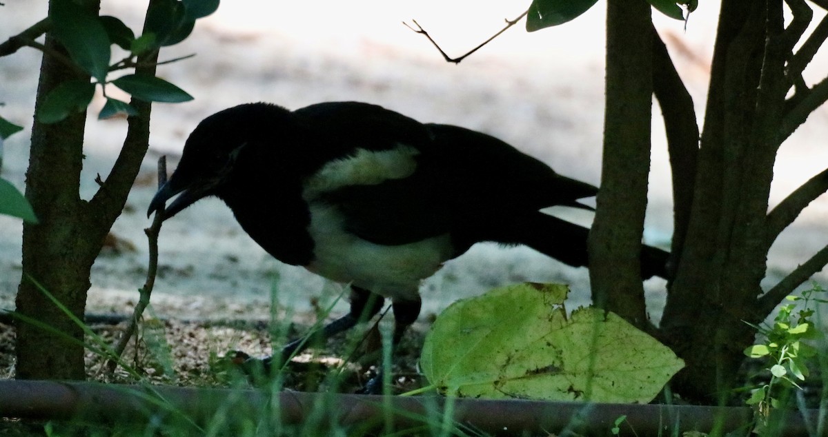 Eurasian Magpie - ML622140099